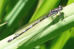 Coenagrion pulchellum