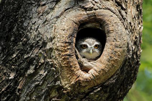 Steinkauz (Athene noctua)